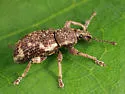 Lily of the Valley Weevil - photo 4