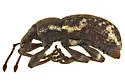 Lily of the Valley Weevil - photo 5