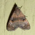Double-lined Brown - Hodges#8488 - Hormoschista latipalpis