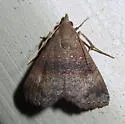 Double-lined Brown - Hodges#8488 - photo 2