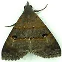 Double-lined Brown - Hodges#8488 - photo 3