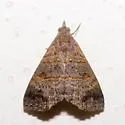 Double-lined Brown - Hodges#8488 - photo 4