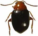 Hornaltica bicolorata