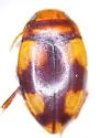 Hornectes quadrimaculatus