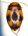 Hornectes quadrimaculatus - photo 2