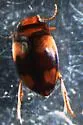 Hornectes quadrimaculatus - photo 3