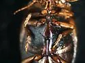 Hornectes quadrimaculatus - photo 4
