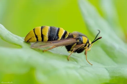 Hornet Moth - Sesia apiformis
