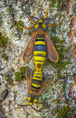 Hornet Moth - photo 3