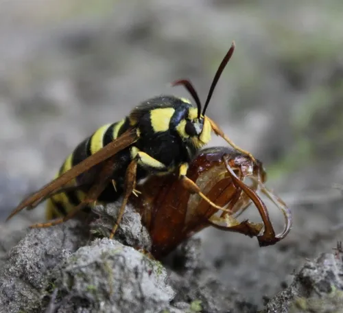 Hornet Moth - photo 4