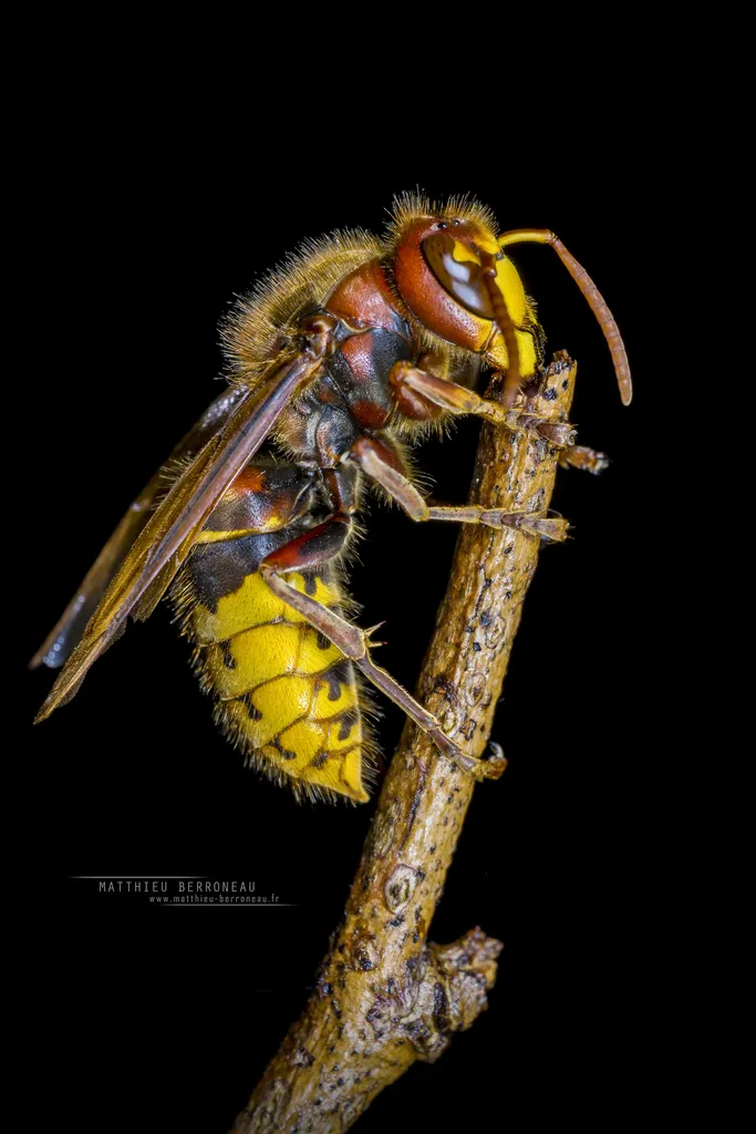 Hornet - photo 2