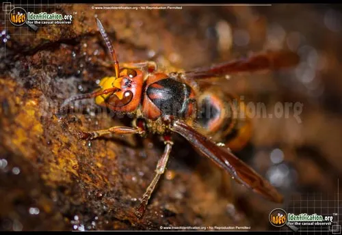 Hornet - photo 4