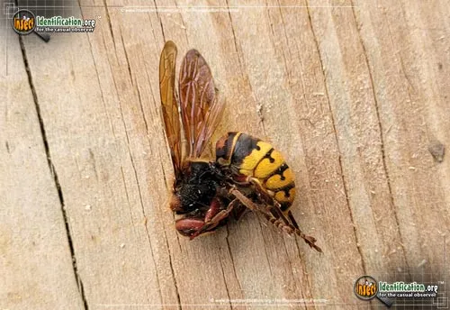 Hornet - photo 5