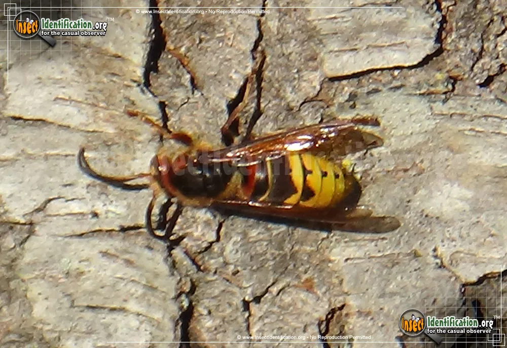Hornet - photo 6