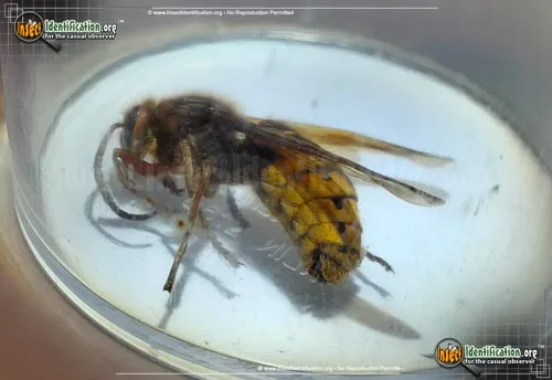 Hornet - photo 8