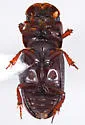 Hornietus ventralis - photo 2