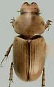 Hornosus larreae - photo 2