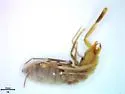 Horribates spinigerus
