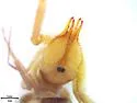 Horribates spinigerus - photo 2