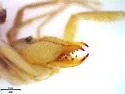 Horribates spinigerus - photo 3