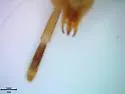 Horribates spinigerus - photo 4