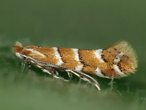 Horse-chestnut Leaf-miner