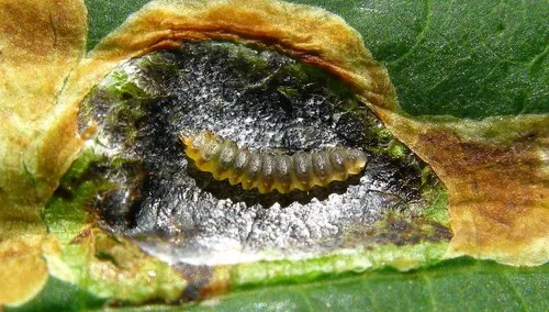 Horse-chestnut Leaf-miner - photo 3