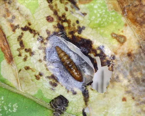 Horse-chestnut Leaf-miner - photo 4