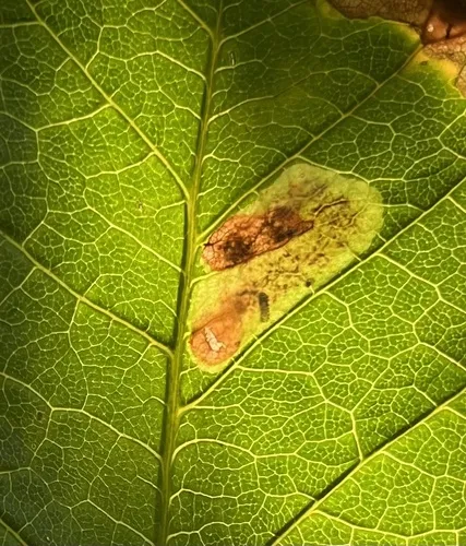 Horse-chestnut Leaf-miner - photo 5