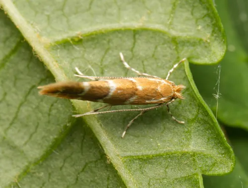 Horse-chestnut Leaf-miner - photo 6