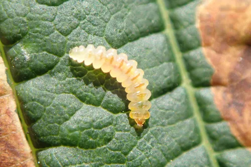 Horse-chestnut Leaf-miner - photo 7