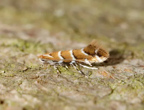 Horse-chestnut Leaf-miner - photo 8