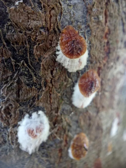 Horse Chestnut Scale Insect