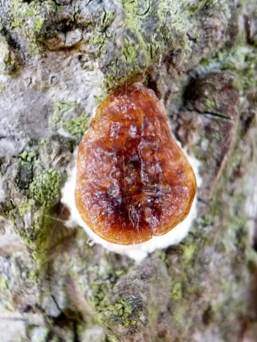 Horse Chestnut Scale Insect - photo 2