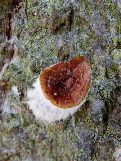 Horse Chestnut Scale Insect - photo 3