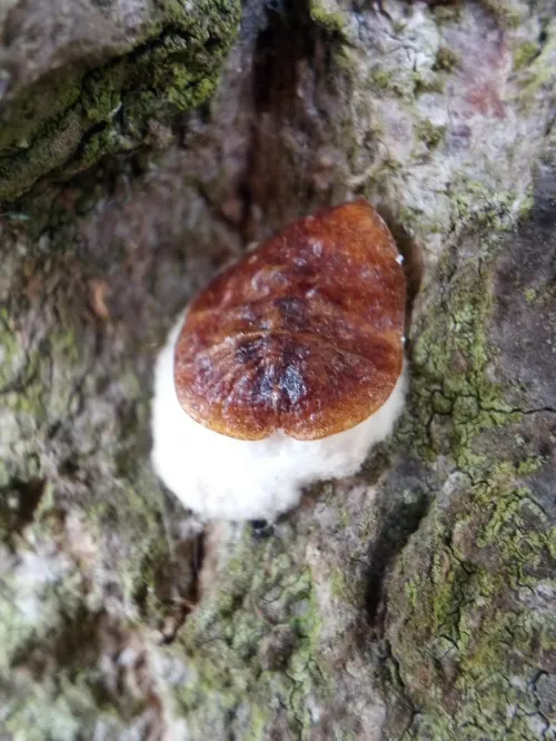 Horse Chestnut Scale Insect - photo 4
