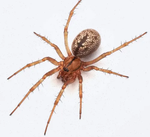 Horse-head spider