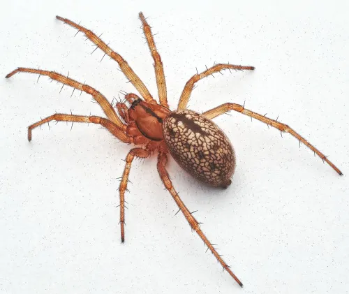Horse-head spider - photo 2