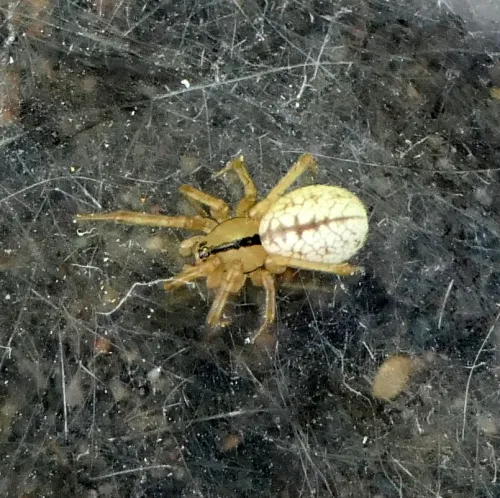 Horse-head spider - photo 3
