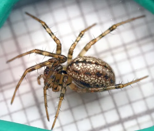 Horse-head spider - photo 4