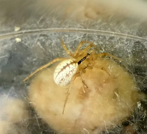 Horse-head spider - photo 5