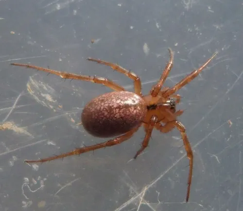Horse-head spider - photo 6