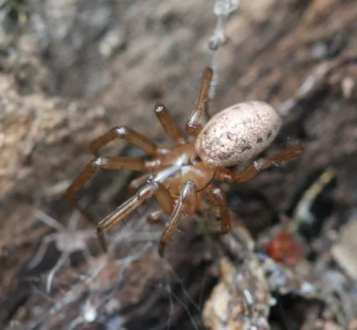 Horse-head spider - photo 7