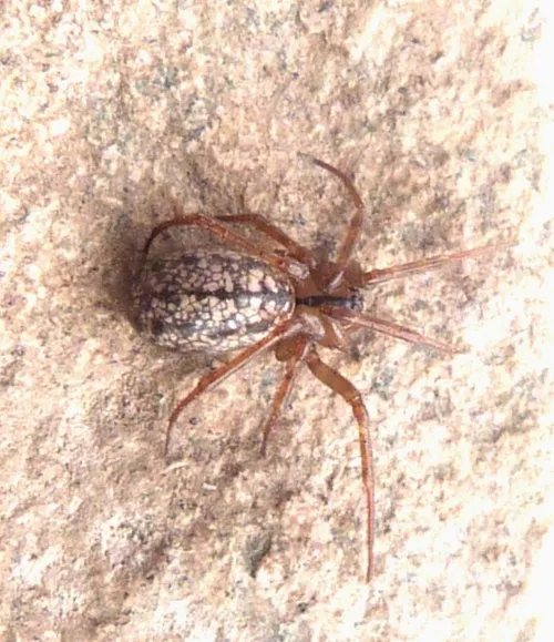 Horse-head spider - photo 8