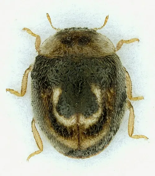 Clitostethus arcuatus