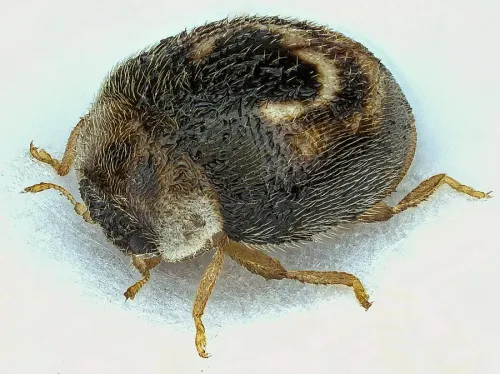 Clitostethus arcuatus - photo 2