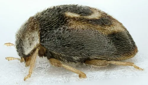 Clitostethus arcuatus - photo 3