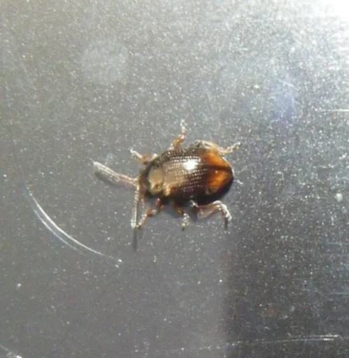 Horsetail Flea Beetle - Hippuriphila modeeri