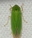 Hortensia similis - photo 3