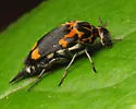 Hoshihananomia inflammata